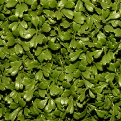 36" Green Artificial Boxwood Topiary Tree With Weighted Pot -Best Christmas Store dnat lbx4 36 3 47359.1667533505