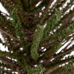 2' Green And Brown Warsaw Twig Artificial Christmas Tree With Burlap Base - Unlit -Best Christmas Store northlight b03908 2 64204.1669400657