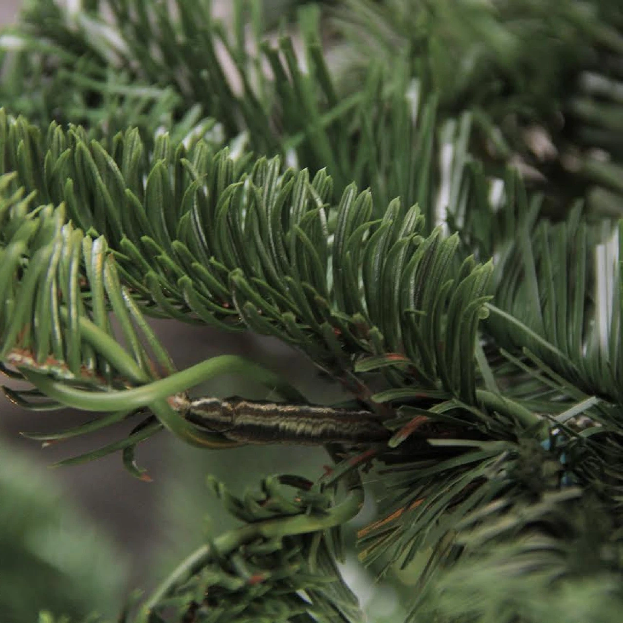 7.5ft Layered Nordmann Fir Artificial Christmas Tree - Unlit 3 7.5ft Layered Nordmann Fir Artificial Christmas Tree - Unlit - Image 3