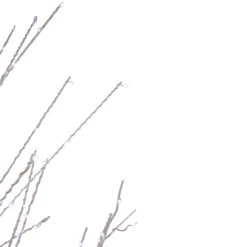 6' LED Lighted White Birch Christmas Twig Tree - Pure White Lights -Best Christmas Store northlight xt92218 4 19620.1667491239